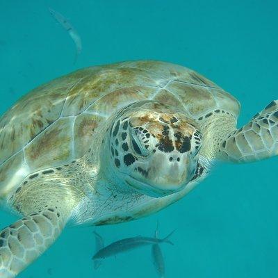 Barbados Island Tour, Monkey feeding & Swimming with the Turtles
