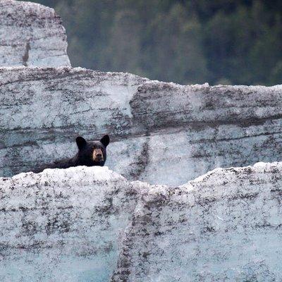 Bears, Trains & Icebergs Tour