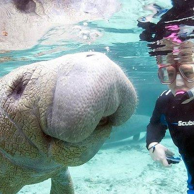 Most Popular 3hr Manatee Swim Tour + In-Water Guide!