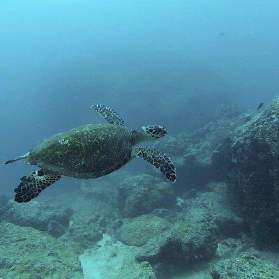 Marietas Islands National Park Excursion for Certified Divers