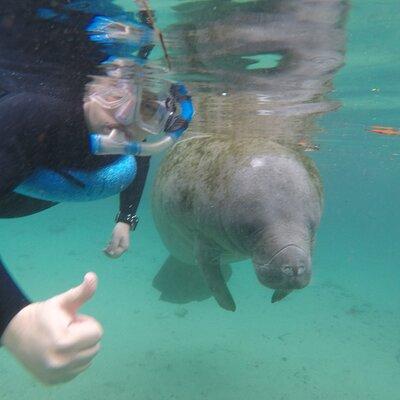 Guided Small Group Manatee Snorkeling Tour with In-Water Photographer