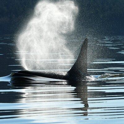 Only Wildlife and Whale Watching Tour Leaving from Seattle