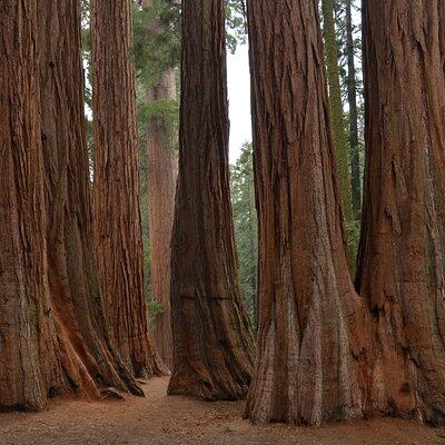 Private Day Tour to Sequoia and Kings Canyon Parks From LA