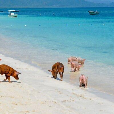 Paradise and Pigs Full Day Excursion from Puerto Plata with Lunch