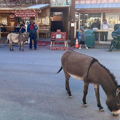 Oatman Mining Camp, Burros, Museums/Scenic RT66 Tour Small Grp 