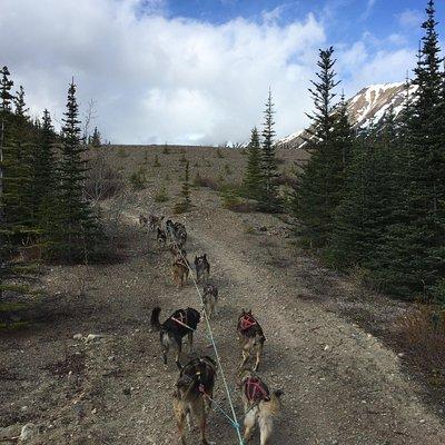 Sled Dog Adventure and Pan for Gold in the Yukon