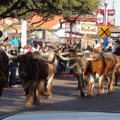 Half-Day Best of Fort Worth Historical Tour with Transportation from Dallas