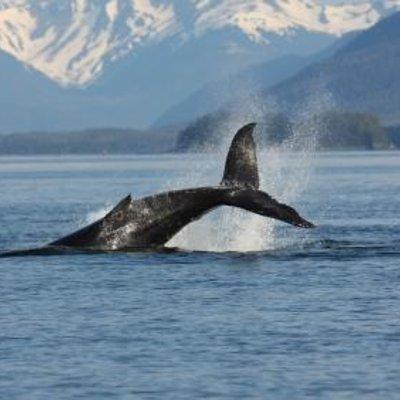 Juneau Whale Watching Adventure