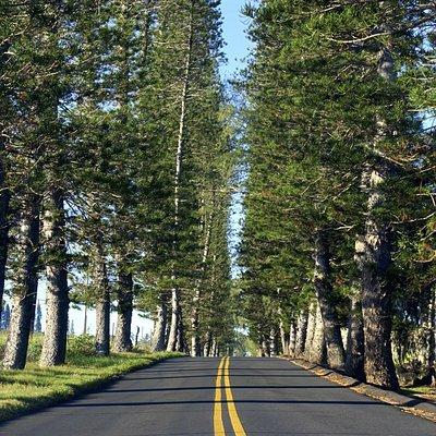 Road to Hana Adventure Tour - Best Tour on Maui