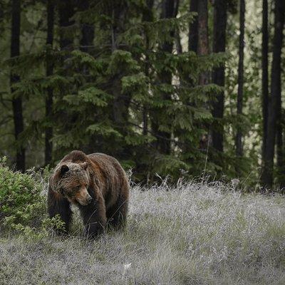 Discover Jasper and its Wildlife