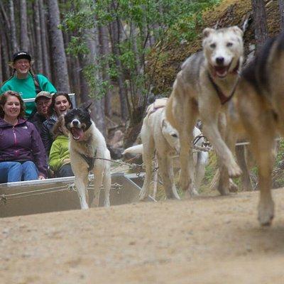 Sled Dog Discovery in Juneau