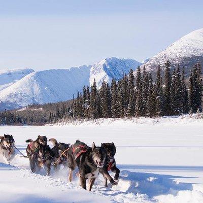 Active Winter Adventure in Yukon | 5 days