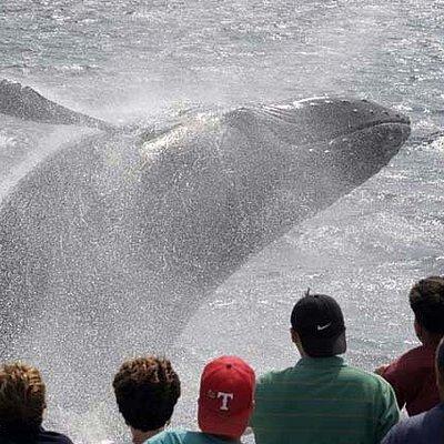 Whale Watching Tour in Gloucester
