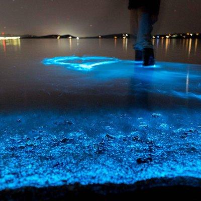 Florida Bioluminescence Kayaking Tour | Haulover canal (Titusville)