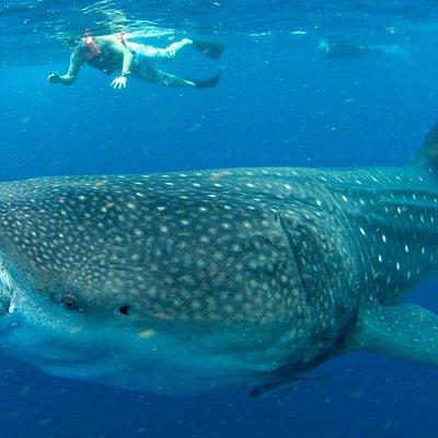 Whale Sharks Small-Group Tour in Cancun and Riviera Maya