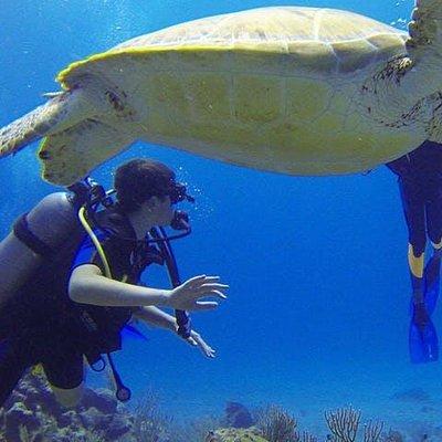  Experience Scuba Diving / NO certification Needed