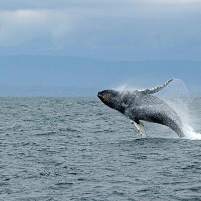 Wildlife Viewing Sightseeing and Whale Watching Quest
