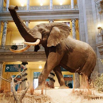 Smithsonian Museum of Natural History - Exclusive Guided Tour 