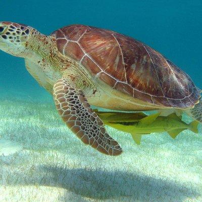 Half-Day Sea Turtle and Cenote Snorkeling Tour from Cancun & Riviera Maya