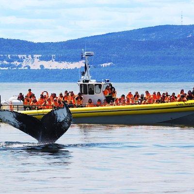 Full-Day Whale Watching Cruise from Quebec City