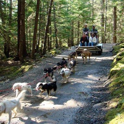 Sled Dog Discovery in Skagway