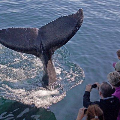 Whale Watching Trips to Stellwagen Bank Marine Sanctuary. Guaranteed sightings!