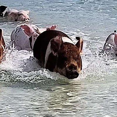 Swim with the Pigs / West End Experience