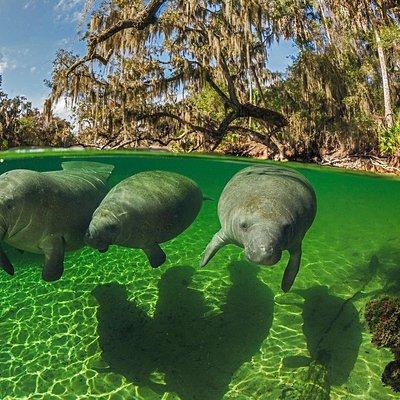 Exclusive Small Group VIP Heated Manatee Snorkel Tour