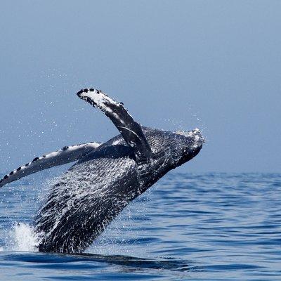 Shared Two-Hour Whale Watching Tour from Oceanside