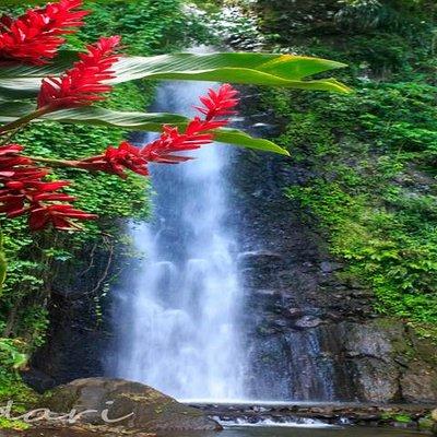 Dark View Falls Tour with Trubb Taxi Tours SVG