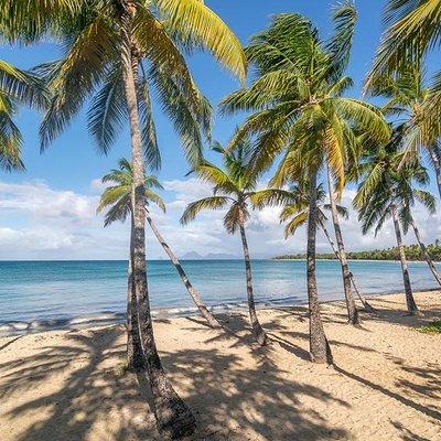 Beachcombing in Paradise South Caribbean V.I.P Tour
