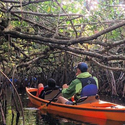 Everglades Kayak Safari Adventure Through Mangrove Tunnels 