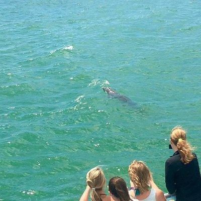 Clearwater Dolphin-Watching Tour