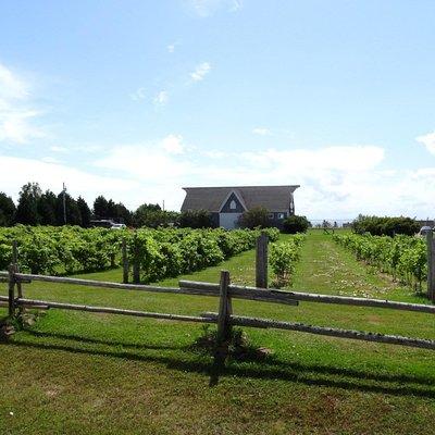Central PEI Winery, Apiary and Mead Tasting Tour