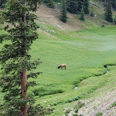 Private and Personalized Three Hour Morning Tour of Rocky Mountain National Park