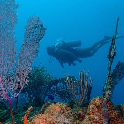 Guided Coral Reef Scuba Tour / 1 tank (Certified Divers Only)