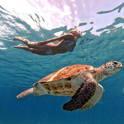 Swimming with sea turtles incl. pictures. Award Winner 2023 