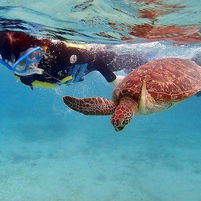 Snorkel/Swim with the Turtles Experience