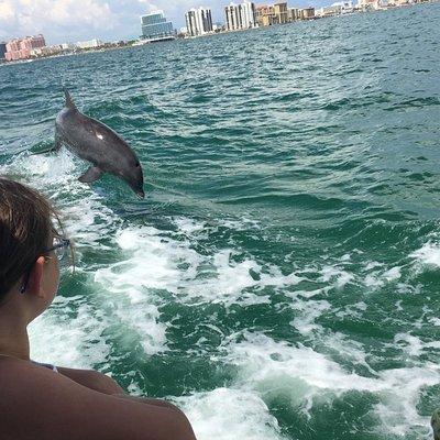 Little Toot Dolphin Adventure at Clearwater Beach 