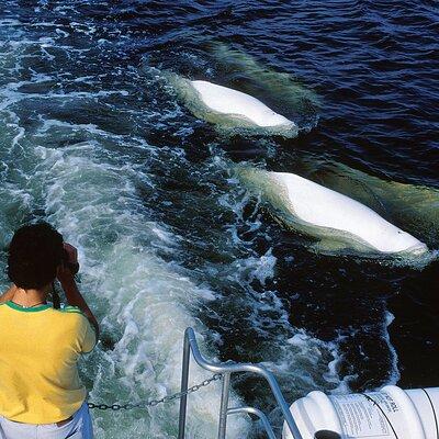 Belugas, Bears and Blooms in Churchill Manitoba