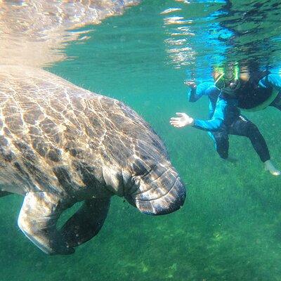 Swim With Manatees In Crystal River, Florida