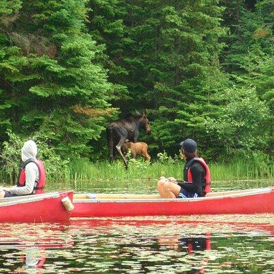 Algonquin Park Luxury 3-Day Camping & Canoeing: Moose/Beaver/Turtle Adventure