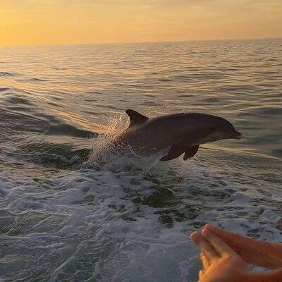 2 Hour Private Dolphin and Sightseeing Tour in Shell Island