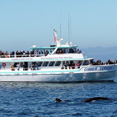 Monterey Bay Whale Watching