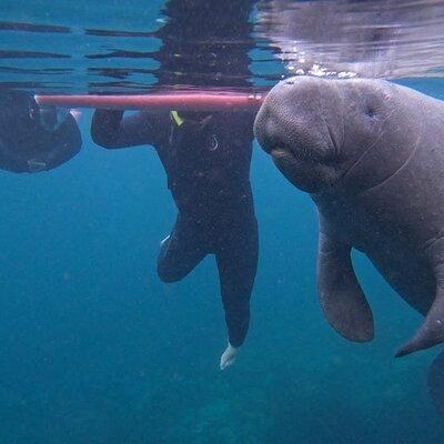  3 hour small group all inclusive manatee swim with free photo package !