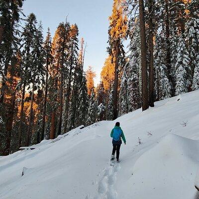 Sequoia National Park Snowshoe Adventure