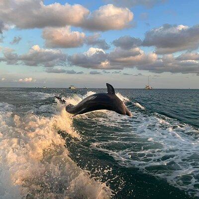 2 Hour Private Dolphin Sightseeing Tour in Panama City Beach