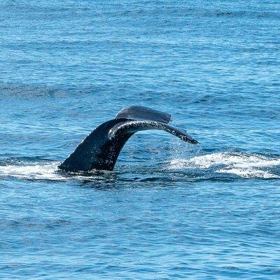 San Diego Whale and Dolphin Watching Adventure