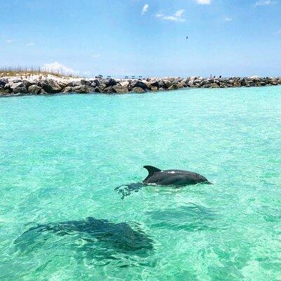  3 Hour Dolphin Tour and Snorkeling in Shell Island