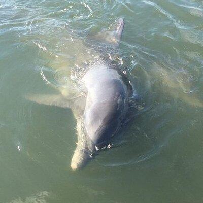 Charleston Dolphin and Eco Boat Tour